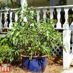 Fig 'Little Miss Figgy' -Plants Sale fig little