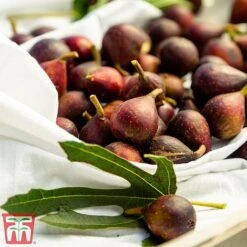 Fig 'Little Miss Figgy' -Plants Sale fig little3