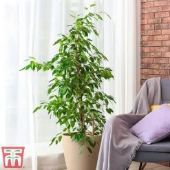 Ficus Benjamina 9 Ficus Benjamina -Plants Sale fig1