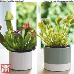 Carnivorous Plants Collection