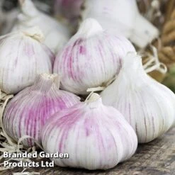 Garlic Trio Collection 8 Garlic Trio Collection -Plants Sale garlic b