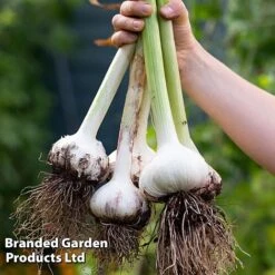 Garlic Trio Collection 9 Garlic Trio Collection -Plants Sale garlic c