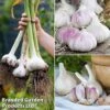 Garlic Trio Collection -Plants Sale garlic trio