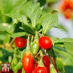 Goji Berry 'Sweet Lifeberry' -Plants Sale goji2