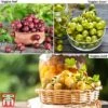 Gooseberry Giggles Collection -Plants Sale goos coll b