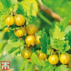 Gooseberry Giggles Collection 9 Gooseberry Giggles Collection -Plants Sale goos gol a1