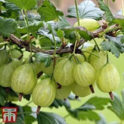 Gooseberry Giggles Collection 10 Gooseberry Giggles Collection -Plants Sale goos gre b1