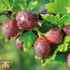 Gooseberry Giggles Collection 11 Gooseberry Giggles Collection -Plants Sale goos red a1