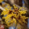 Hamamelis X Intermedia 'Pallida' 1 Hamamelis X Intermedia 'Pallida' -Plants Sale hamamelis h