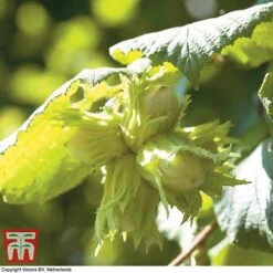 Truffle Tree - Hazel Kentish Cob 6 Truffle Tree - Hazel Kentish Cob -Plants Sale haze kent