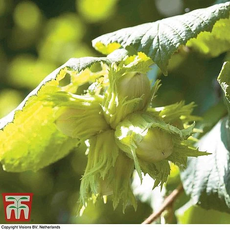 Truffle Tree - Hazel Kentish Cob 4 Truffle Tree - Hazel Kentish Cob - Image 2