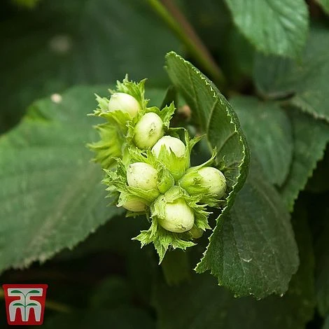 Truffle Tree - Hazel Kentish Cob 5 Truffle Tree - Hazel Kentish Cob - Image 3