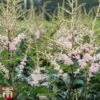 Astilbe 'Hennie Graafland'