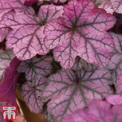 Heuchera 'Forever Purple' -Plants Sale heu pur2