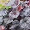 Heuchera 'Silver Scrolls' -Plants Sale heu sil