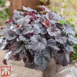 Heuchera 'Silver Scrolls' 5 Heuchera 'Silver Scrolls' -Plants Sale heu silver