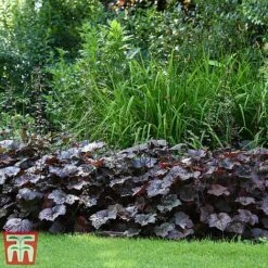 Heuchera 'Plum Pudding' -Plants Sale heuchera plum2