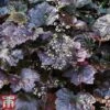 Heuchera 'Plum Pudding' 2 Heuchera 'Plum Pudding' -Plants Sale heuchera plum3