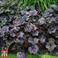 Heuchera 'Plum Pudding' -Plants Sale heuchera plum4