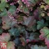 Heuchera 'Rachel' -Plants Sale heuchera rachel