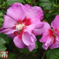 Hibiscus 'Walberton’s® Rose Moon' -Plants Sale hibi rose