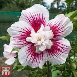 Hibiscus 'Starburst Chiffon' -Plants Sale hibi star
