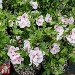 Hibiscus 'Starburst Chiffon' -Plants Sale hibi star6