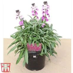 Erysimum 'Bowles Mauve' 7 Erysimum 'Bowles Mauve' -Plants Sale how