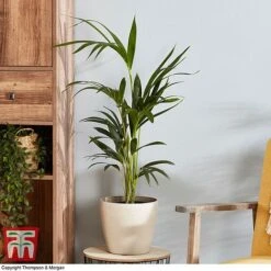 Kentia Palm 9 Kentia Palm -Plants Sale howe fors2