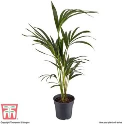Kentia Palm 11 Kentia Palm -Plants Sale howe fors4