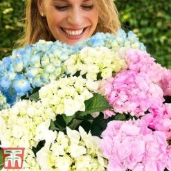 Hydrangea Macrophylla 'Three Sisters Pastel'