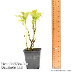 Hydrangea Macrophylla GLAM ROCK 'Horwack' -Plants Sale hydr9