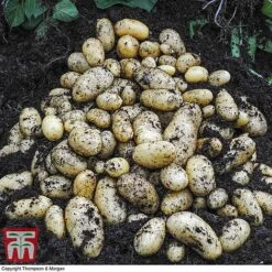 Potato 'T&M Favourites Collection' 21 Potato 'T&M Favourites Collection' -Plants Sale jazzy