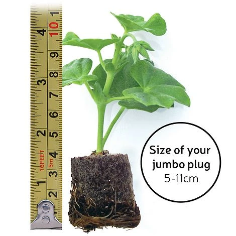 Heucherella 'Trailing Trio' 10 Heucherella 'Trailing Trio' - Image 8