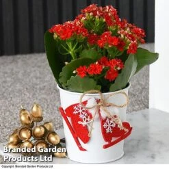 Christmas Kalanchoe - Gift -Plants Sale kali2