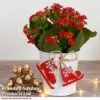 Christmas Kalanchoe - Gift -Plants Sale kali3