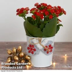 Christmas Kalanchoe - Gift -Plants Sale kali4