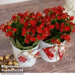 Christmas Kalanchoe - Gift -Plants Sale kali6