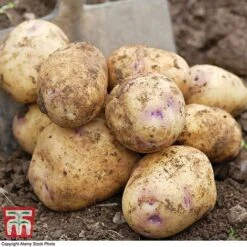 Potato 'T&M Favourites Collection' 23 Potato 'T&M Favourites Collection' -Plants Sale kest