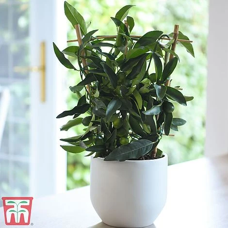 Kumquat - Citrus 4 Kumquat - Citrus - Image 2