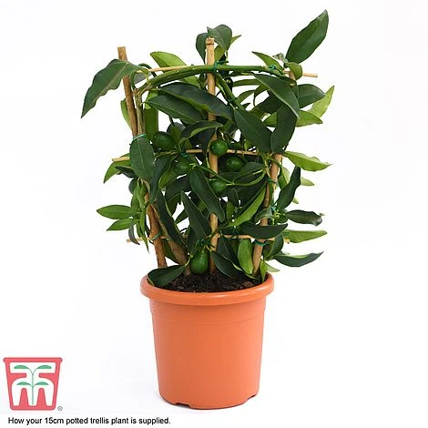 Kumquat - Citrus 6 Kumquat - Citrus - Image 4