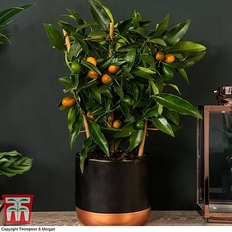 Kumquat - Citrus 3 Kumquat - Citrus