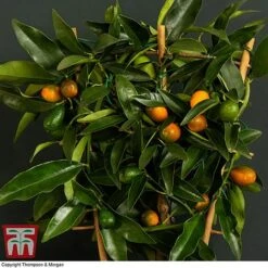 Kumquat - Citrus 8 Kumquat - Citrus -Plants Sale kumquat trellis3