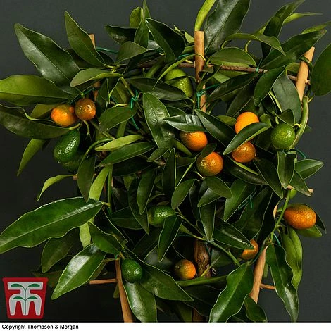 Kumquat - Citrus 5 Kumquat - Citrus - Image 3