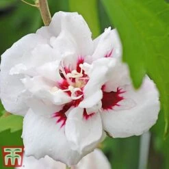 Hibiscus Syriacus 'Lady Stanley' -Plants Sale lady s