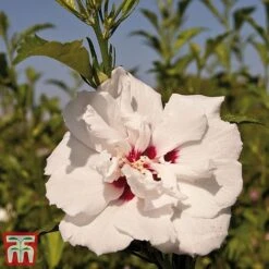 Hibiscus Syriacus 'Lady Stanley' -Plants Sale lady s2