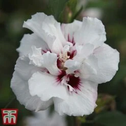 Hibiscus Syriacus 'Lady Stanley' -Plants Sale lady s4
