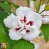 Hibiscus Syriacus 'Lady Stanley' -Plants Sale lady s5