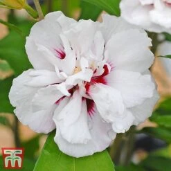 Hibiscus Syriacus 'Lady Stanley' -Plants Sale lady s6