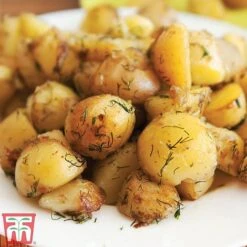 Potato 'T&M All Year Round Collection' 17 Potato 'T&M All Year Round Collection' -Plants Sale ladych